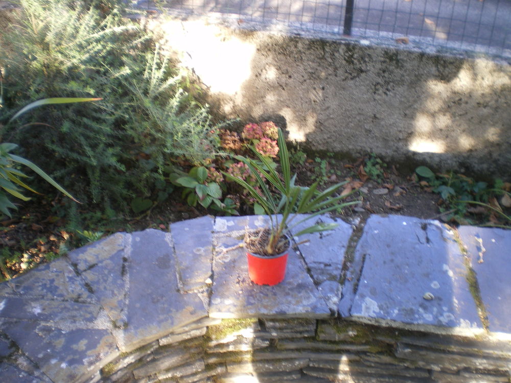 palmier d'ornement 3 Laloub�re (65)