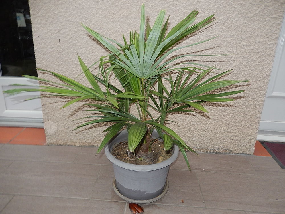 PALMIER TRACHYCARPUS FORTUNEI R�SISTE  LA S�CHERESSE ET FROI 30 Pamiers (09)
