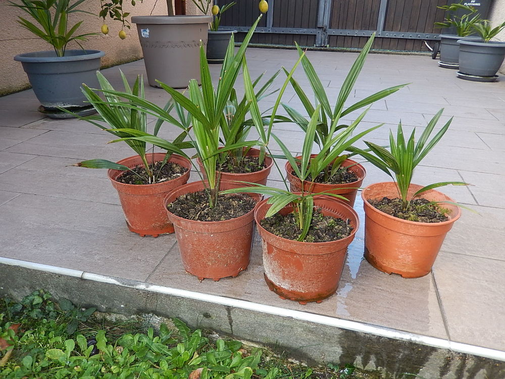 PALMIER trachycarpus fortunei R�SISTE LA S�CHERESSE ET FROI 10 Pamiers (09)
