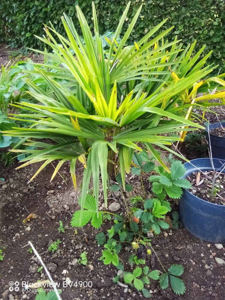 PALMIER 15 Rigny-sur-Arroux (71)