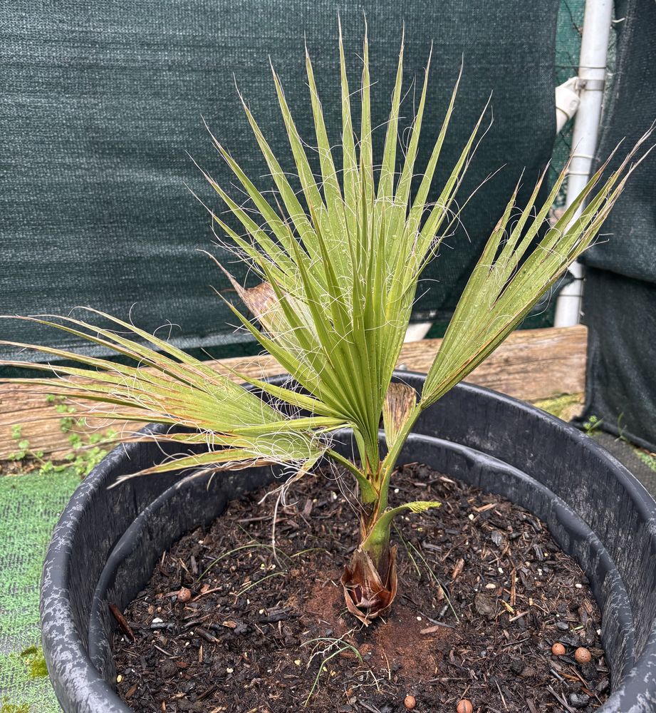 Palmier 15 Lunel (34)