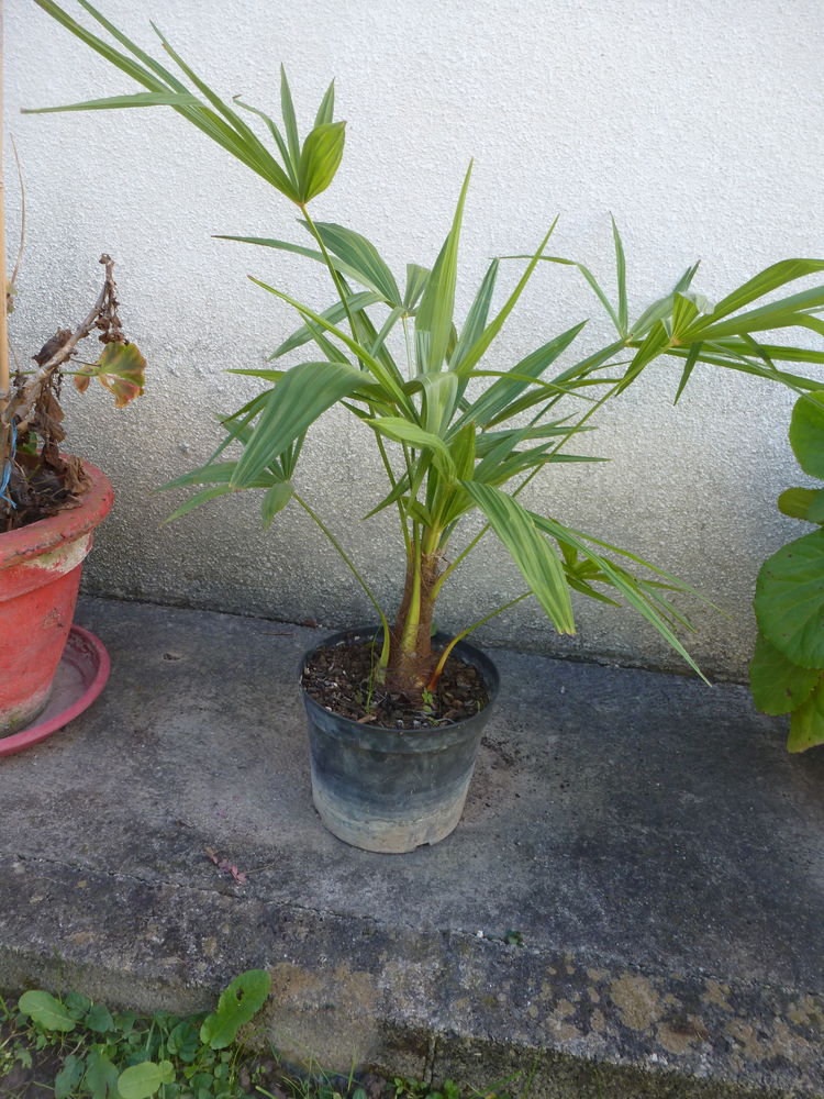  Palmiers  chanvre 15 Saint-Julien-les-Rosiers (30)