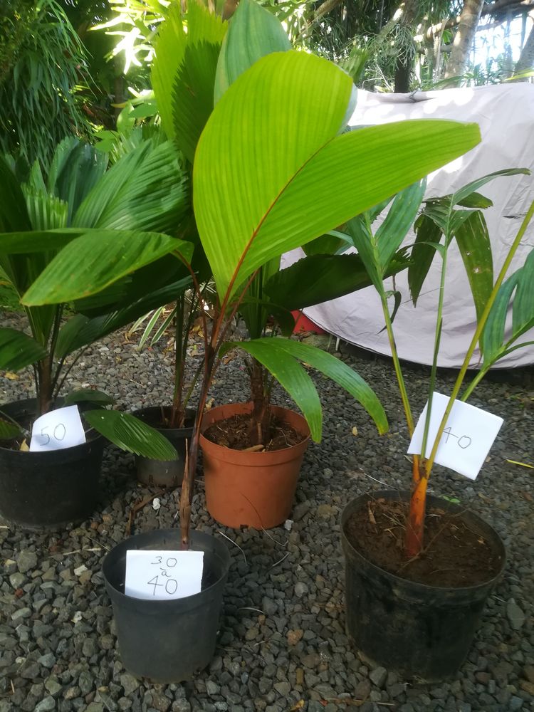 Palmiers pour petits jardins ou cour 20 Saint-Joseph (97)