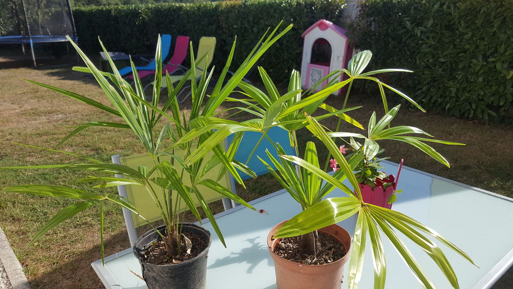 Palmiers Trachycarpus en pots 5 L�ognan (33)