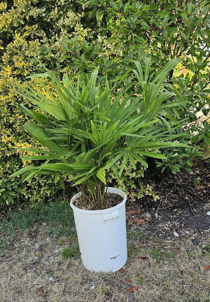 Palmiers Trachycarpus 30 Royan (17)