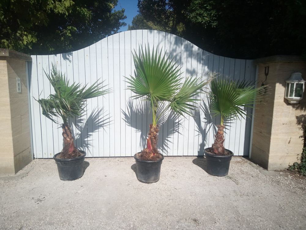 Palmiers 'Washingtonia' robustes et r�sistant en container. 89 Ch�teaurenard (13)