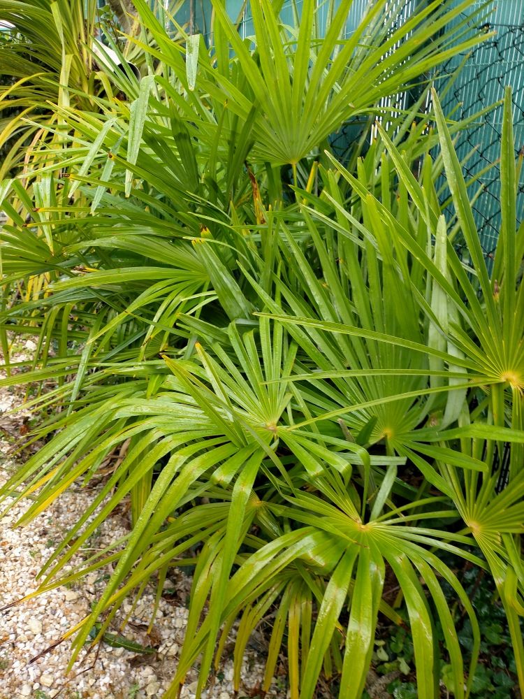 palmiers 10 Royan (17)