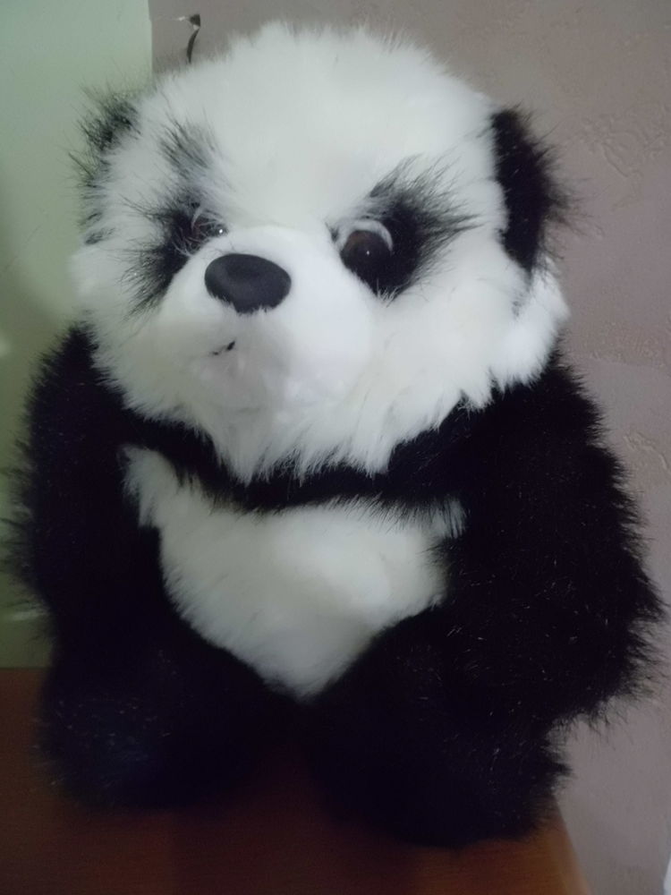 PANDA NOIR ET BLANC SANDY 16 Oignies (62)