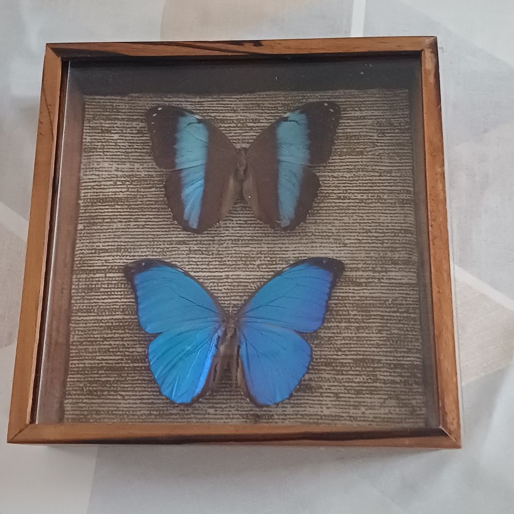 Papillon morpho 80 Rethel (08)