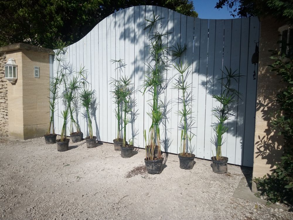 Papyrus 'G�ant' en container ??????????? 20 Ch�teaurenard (13)