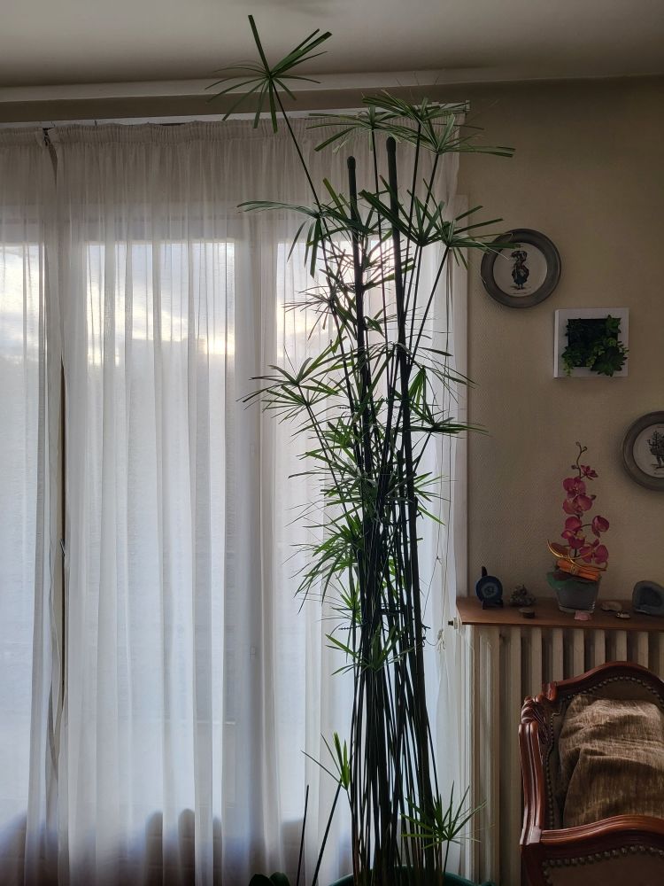 papyrus 2 m�tres 0 Clermont-Ferrand (63)