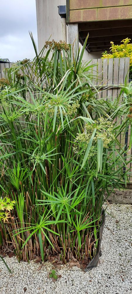 Papyrus 20 Saint-Divy (29)