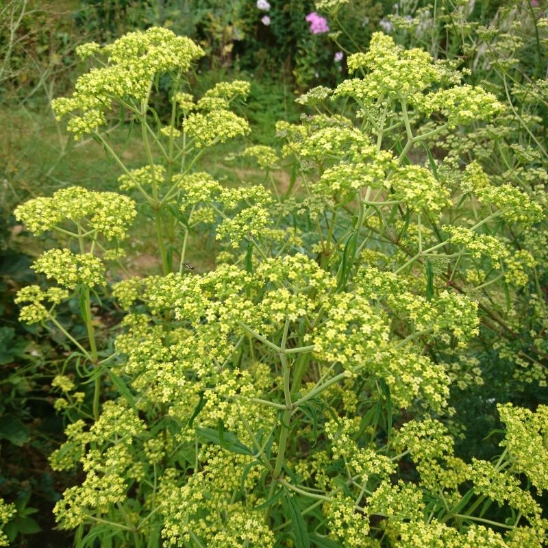 Patrinia monandra  graines 2 Sainte-Genevi�ve-des-Bois (91)