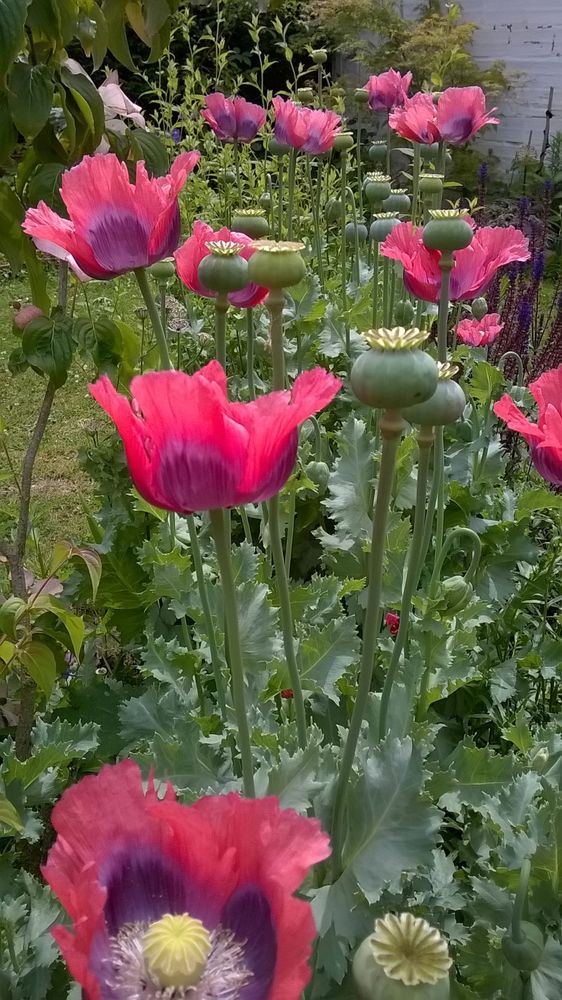 Pavot annuel bicolore    graines 1 Sainte-Genevi�ve-des-Bois (91)