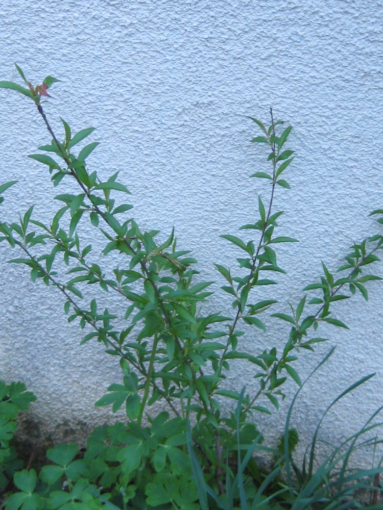 p�chers    de jardin  : 5 S�reilhac (87)