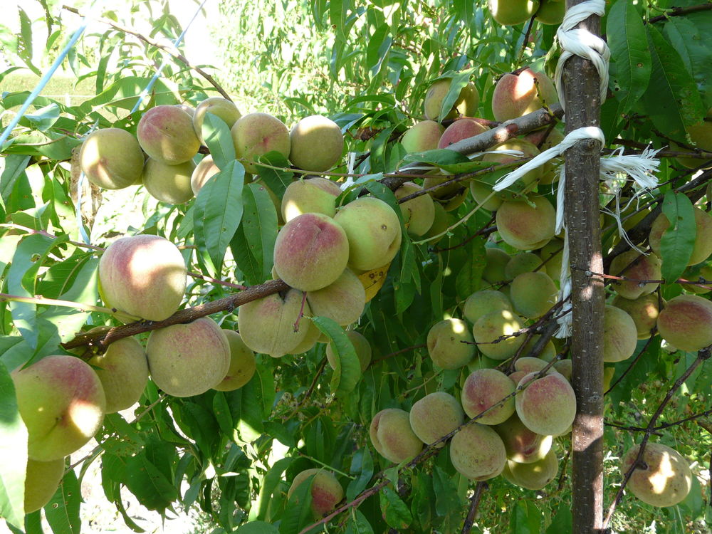 P�chers de vigne 15 Saint-L�ger-sur-Roanne (42)