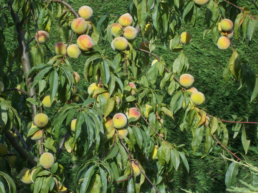 peches jaunes de vignes 1 La Boissi�re-des-Landes (85)