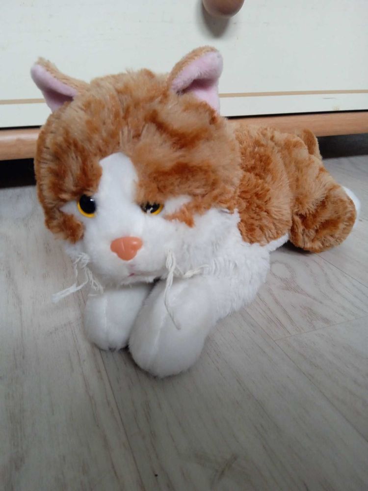 peluche chat roux, blanc 5 �vreux (27)