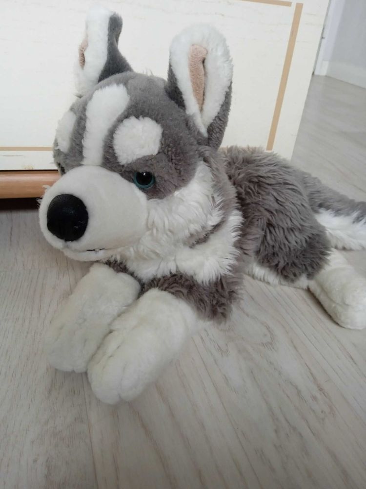 peluche chien husky 5 �vreux (27)