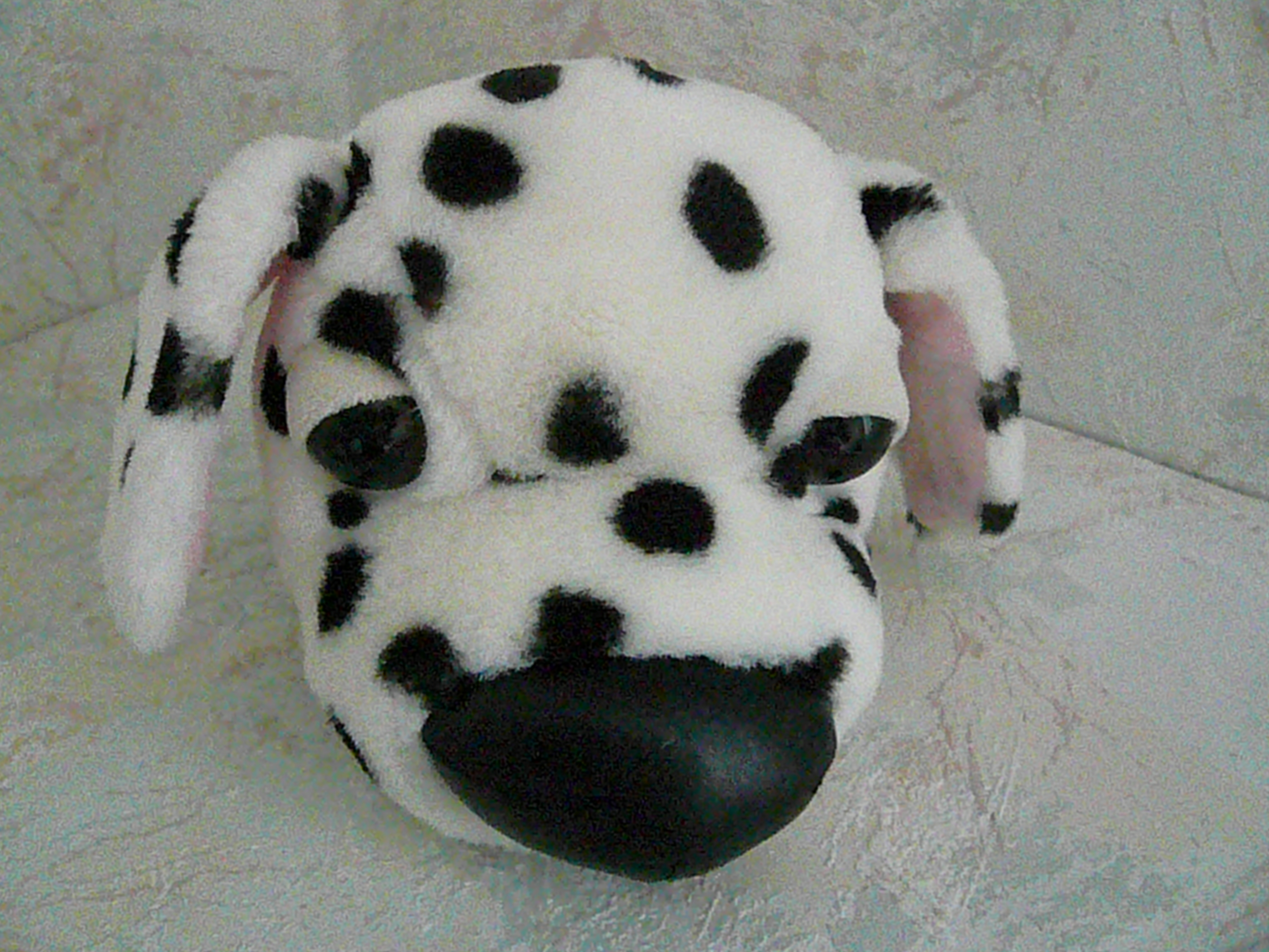 Peluche Big Headz   Dalmatien   5 Franqueville-Saint-Pierre (76)