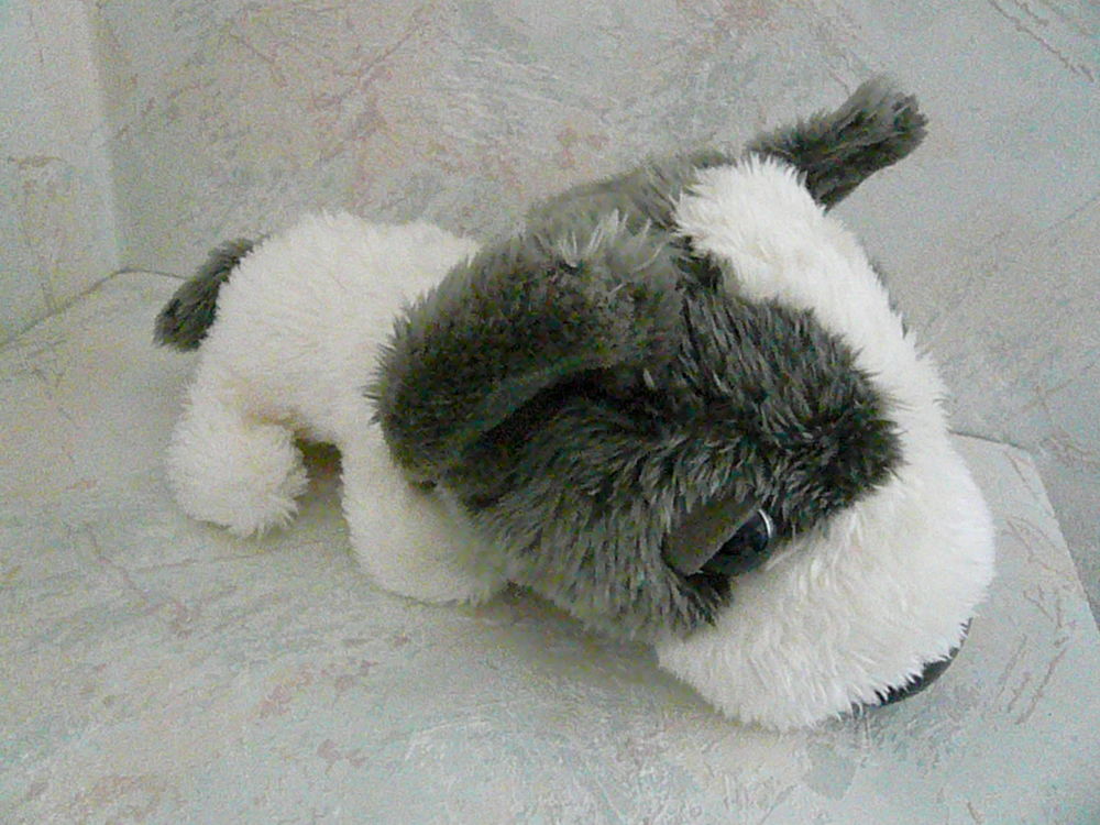 Peluche Big Headz   Epagneul papillon   5 Franqueville-Saint-Pierre (76)