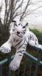 Peluche de tigre blanc rayé  15 Montigny-Lencoup (77)