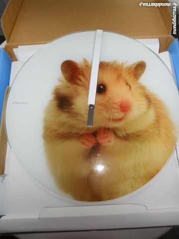 Pendule HAMSTER neuve marque KARLSSON 25 Rennes (35)