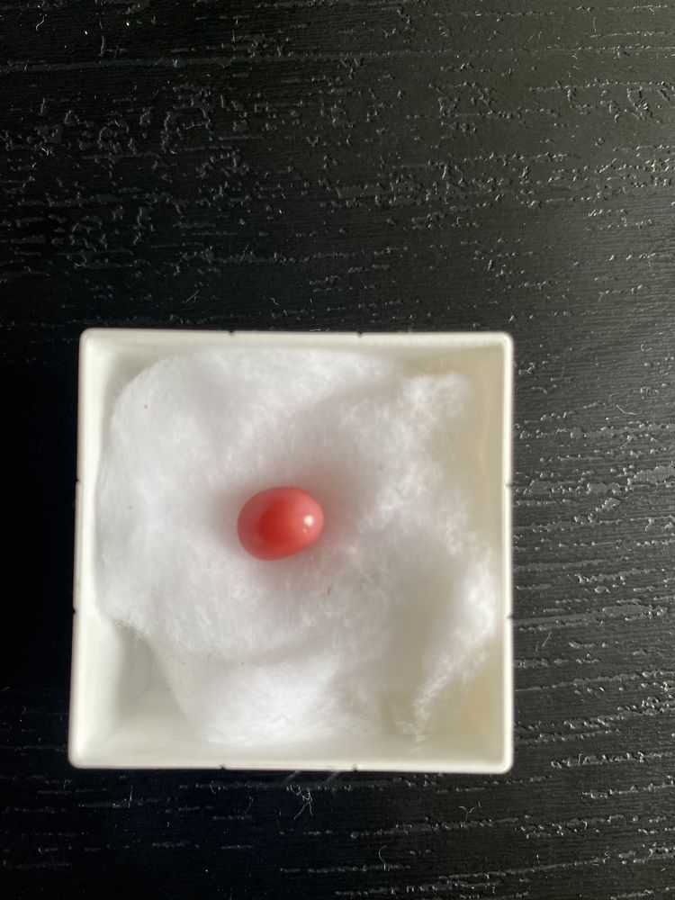  perles de conques reines de la mer des Cara�bes 3500 Sarcelles (95)