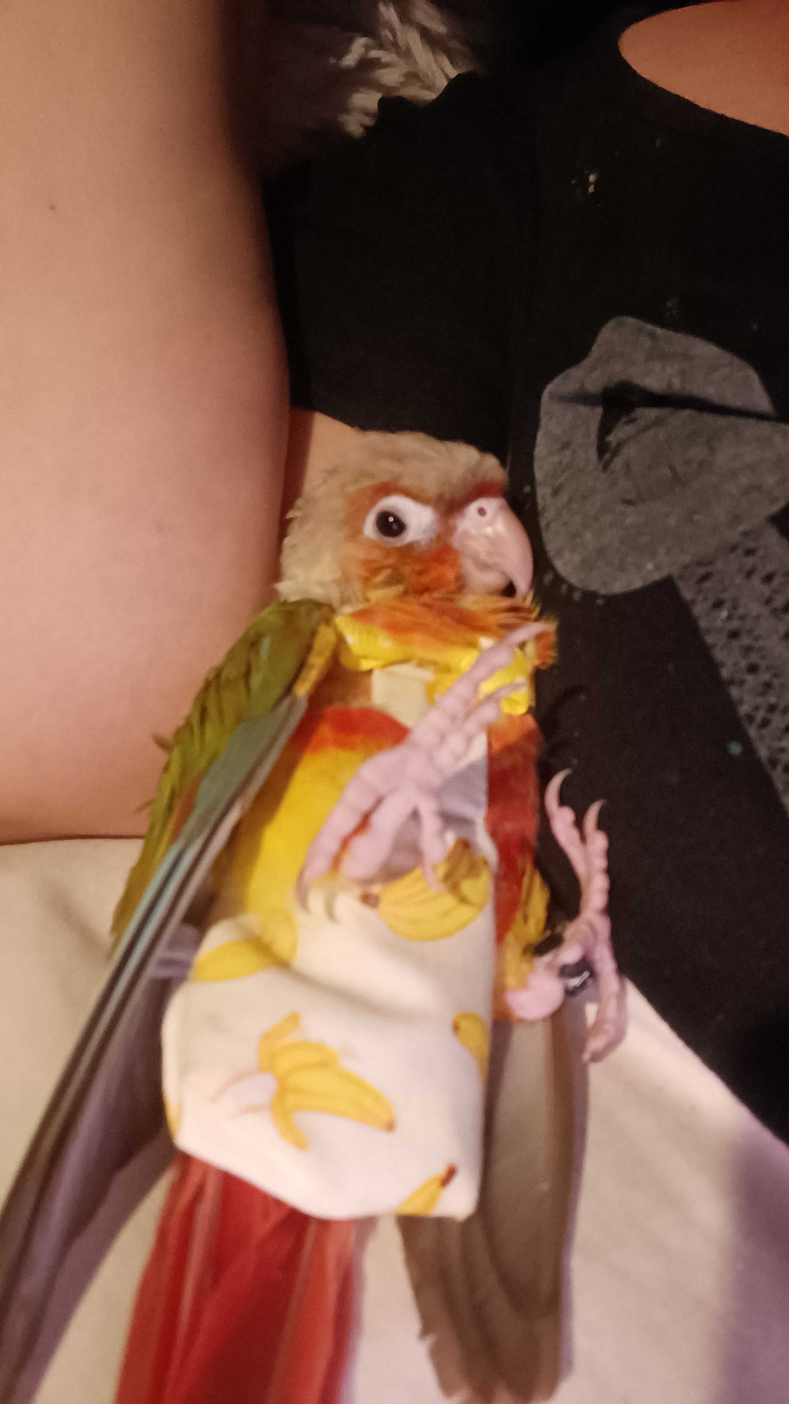 perroquet Conure Ananas EAM 2 mois 300 Montady (34)