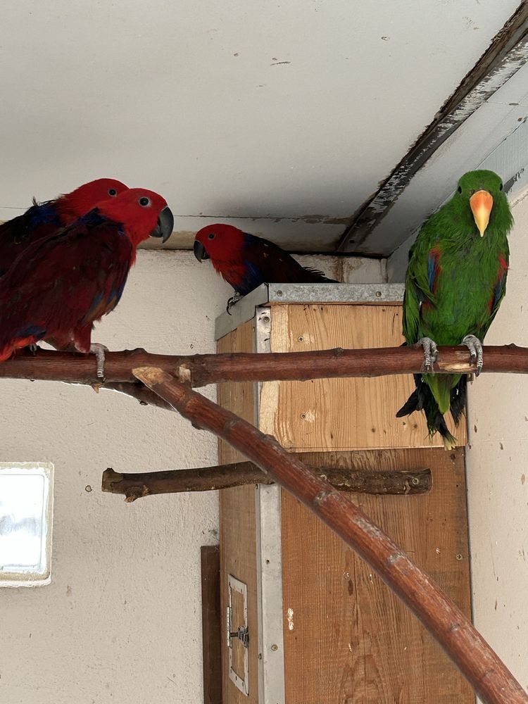 perroquet Eclectus 500 Algolsheim (68)