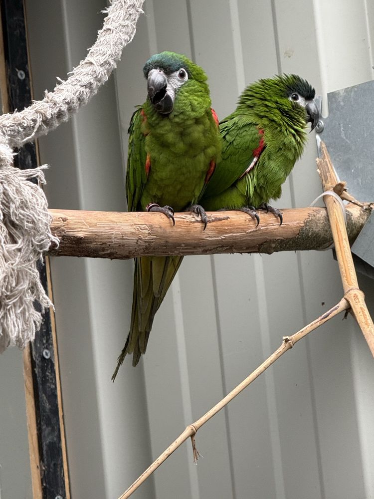 perroquet ara nobilis 500 Caulnes (22)