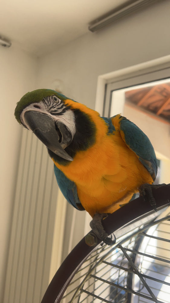 perroquet ara 1700 Aubagne (13)