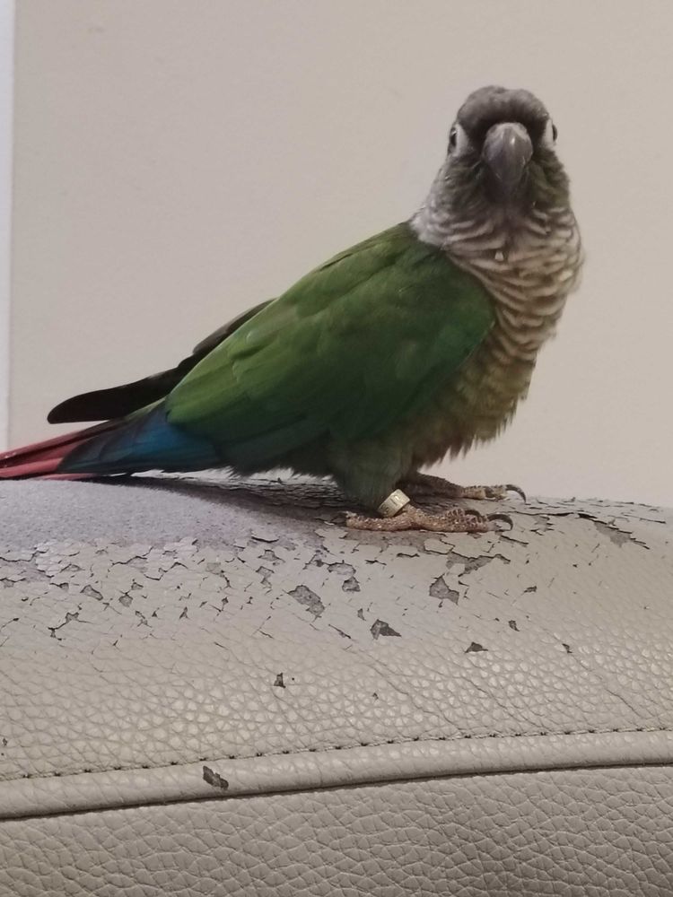 perroquet 150 Aix-les-Bains (73)