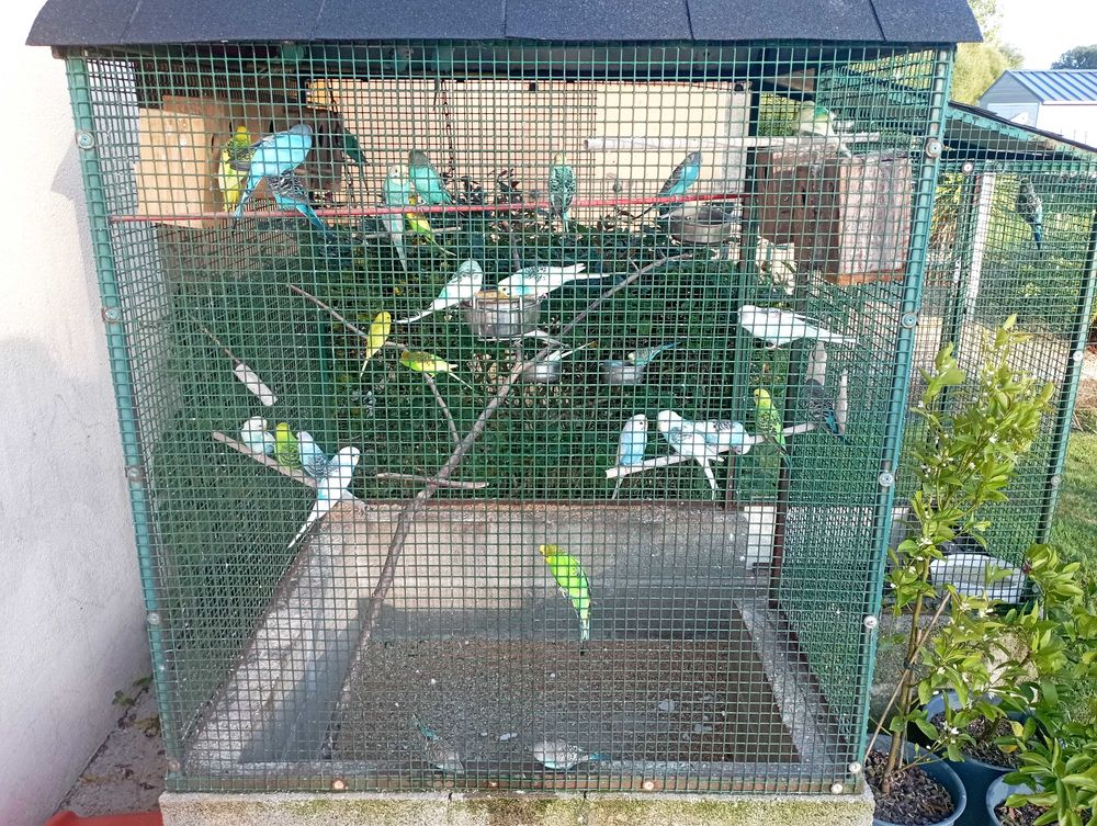 perruche ondul�e 5� pi�ce 5 Grazay (53)