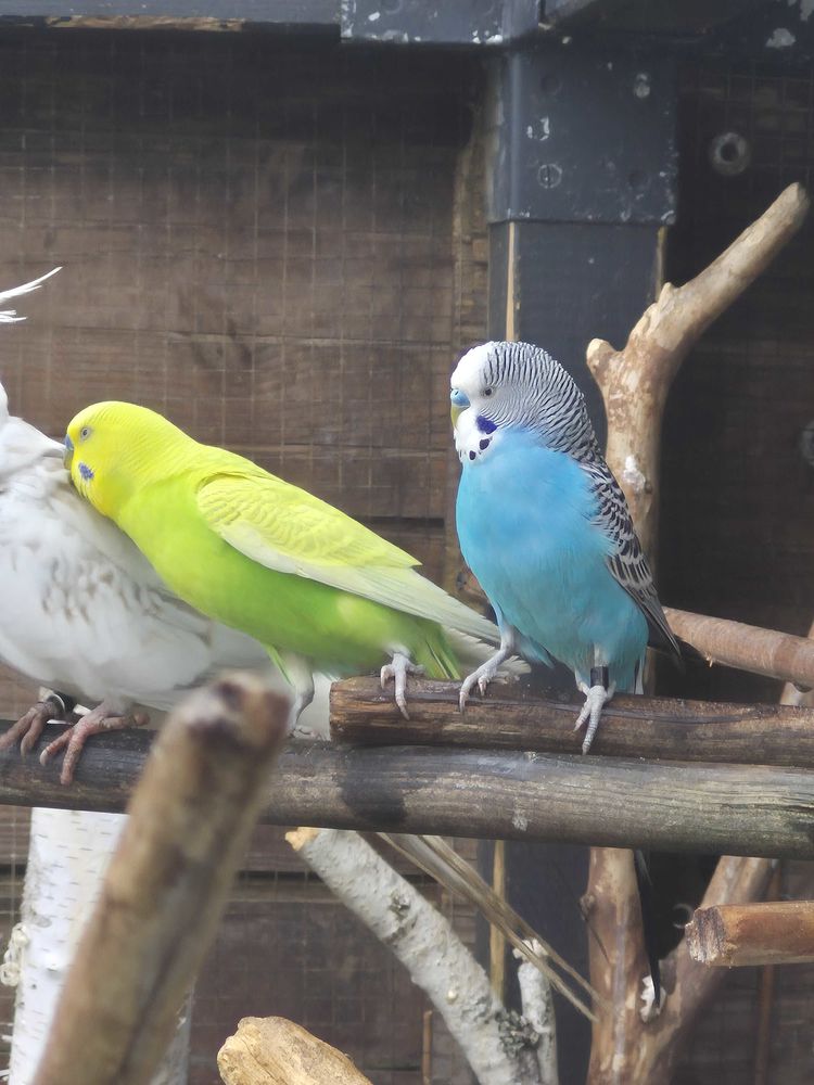 perruche ondul�e 1 Mont-de-Marsan (40)