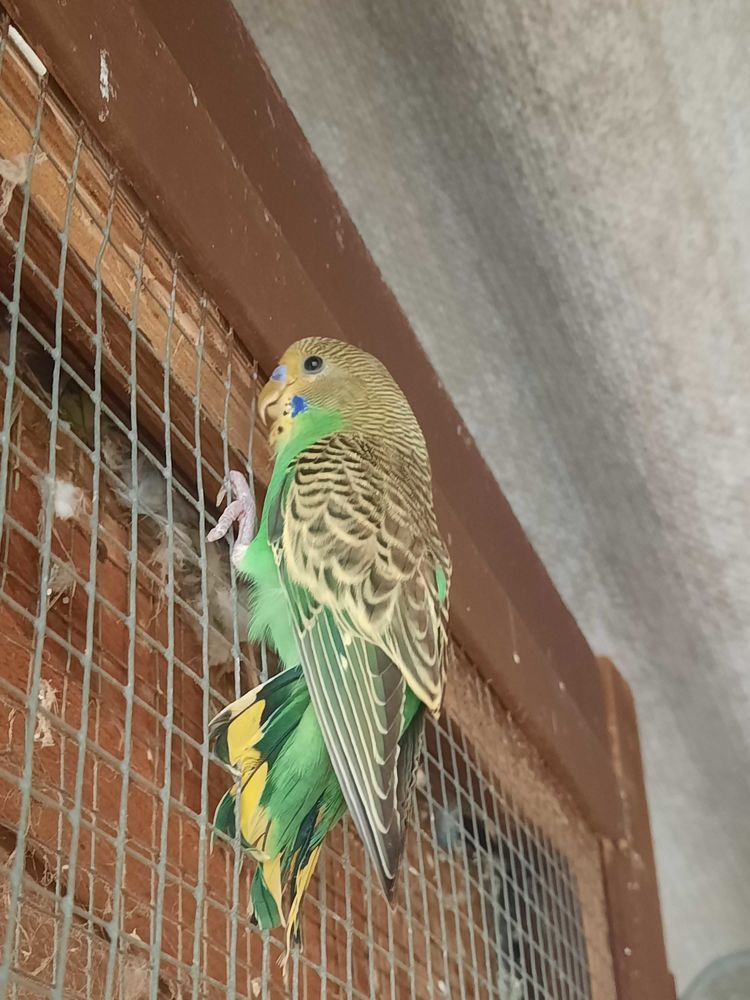 perruche m�le 10 Saint-Romain-le-Puy (42)