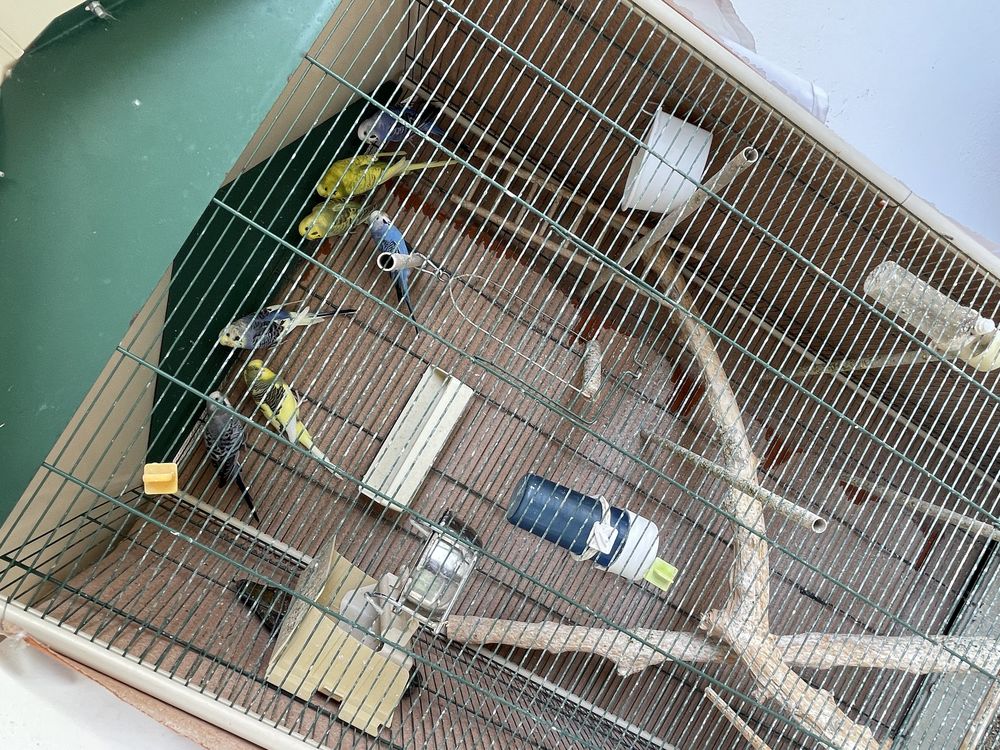 perruches + cage 150 Toulon (83)