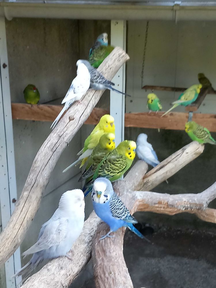 perruches ondul�es 5 Montrevault (49)