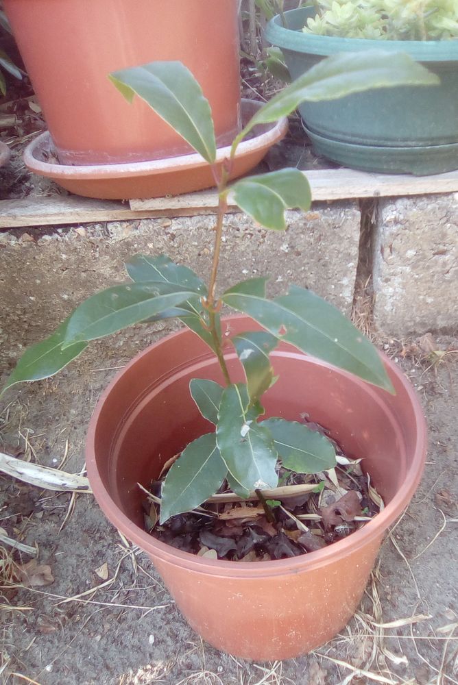 petit laurier sauce 4 Beauchamp (95)