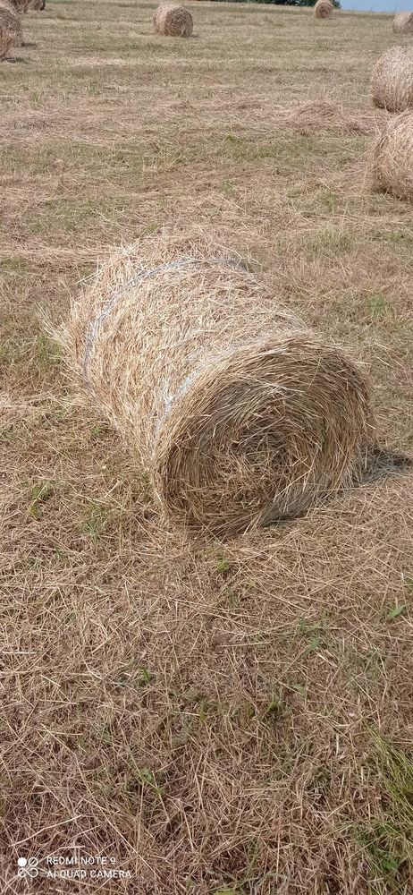 petite botte de foin 2 Bussi�re-Badil (24)