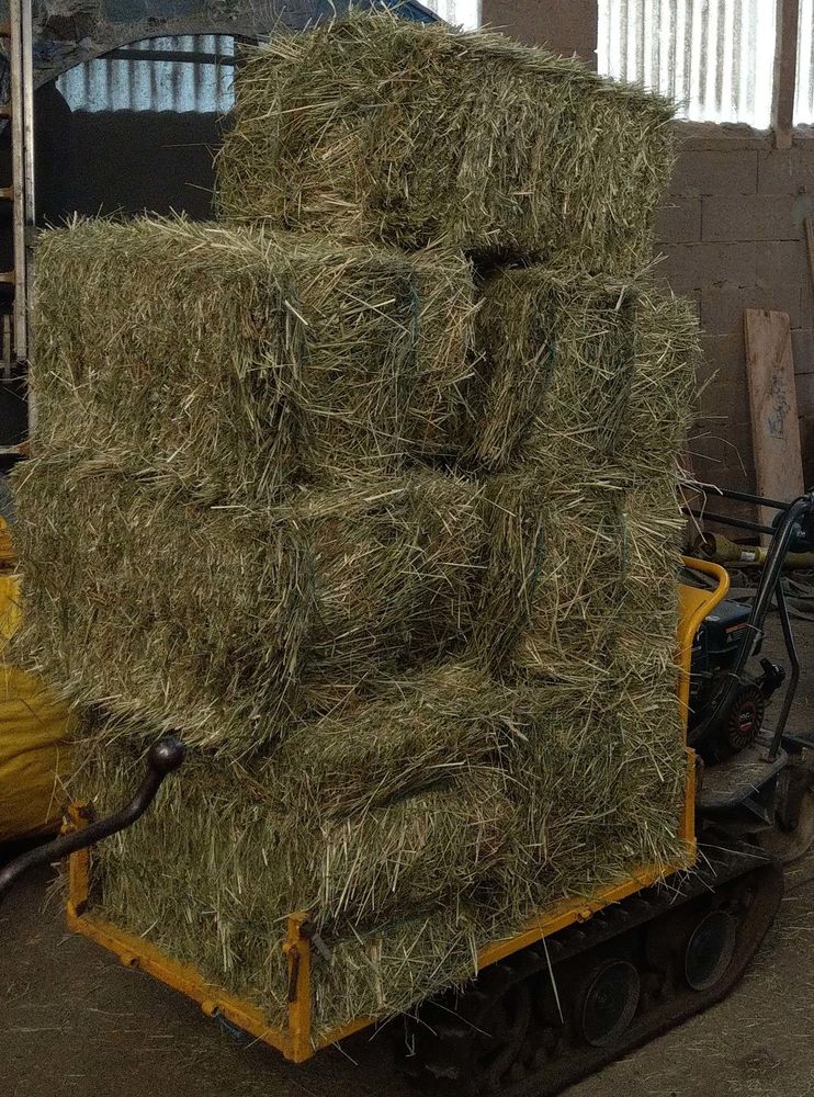 Petite botte de foin 2022 pour vos animaux ou le jardin 2 Leyviller (57)