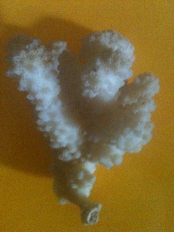 Petite Branche De Corail blanc 7-8 cm environ 120 Bosc-le-Hard (76)