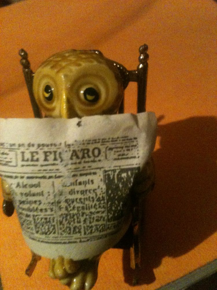 Petite chouette ou hibou en train de lire son journal 5 Bosc-le-Hard (76)