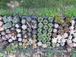 petite plantes grasses et cactus . 1 La Londe-les-Maures (83)