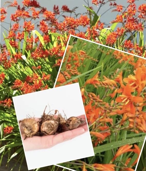 Lot de 5 petites bulbes Montbretias 5 Lisieux (14)