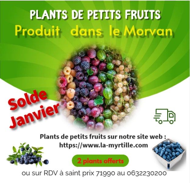 Petits fruits divers en pot 5 Saint-L�ger-sous-Beuvray (71)