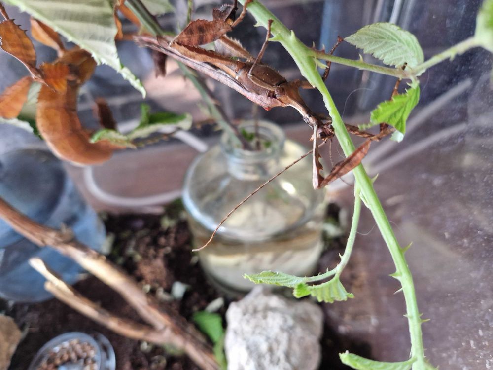 � ufs phasmes extasoma tiaratum 1 B�ziers (34)