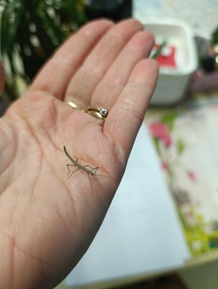 phasmes b�tons 3 Tigy (45)