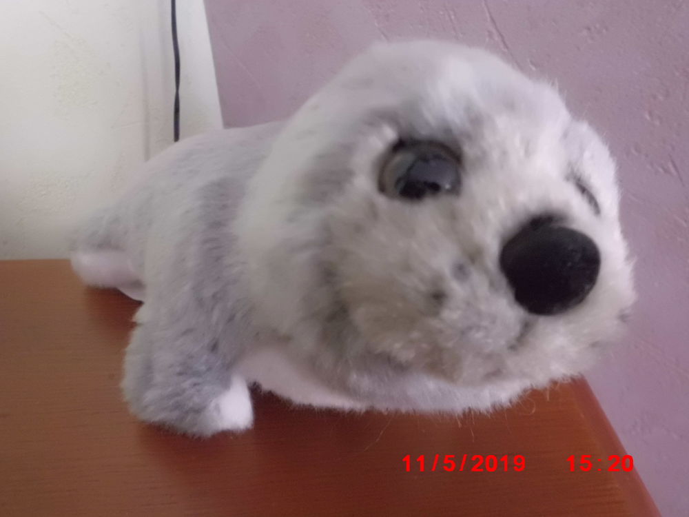 phoque gris et blanc dowman 15 Oignies (62)