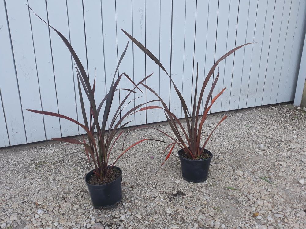 Phormium Panach� ou Pourpre 'Lin de Nouvelle-Z�lande ??? 20 Ch�teaurenard (13)